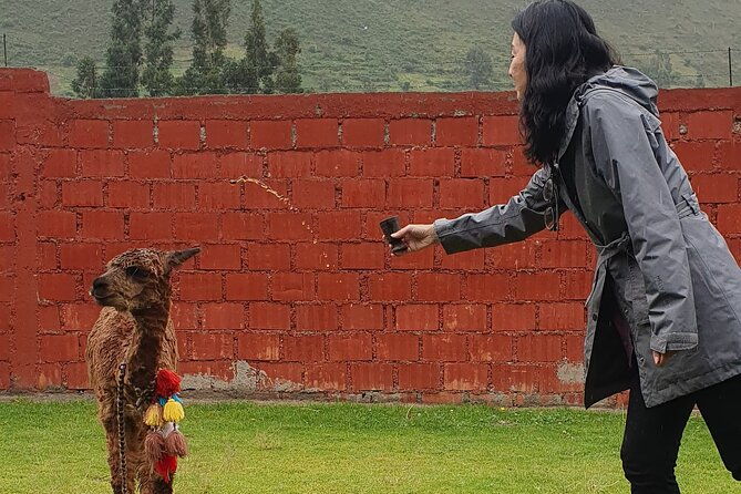 3-hour-small-group-hiking-with-alpaca-in-sacred-valley