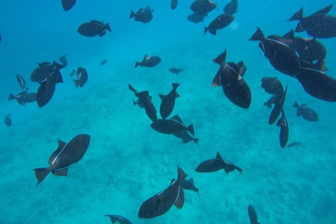 3-hour-small-group-maalaea-luxury-snorkel-cruise-tour-2