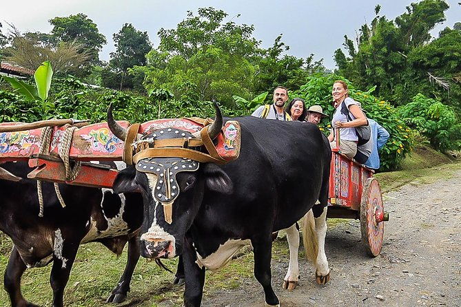3-in-1-monteverde-cloud-forest-coffee-chocolate-and-sugar-cane-tour
