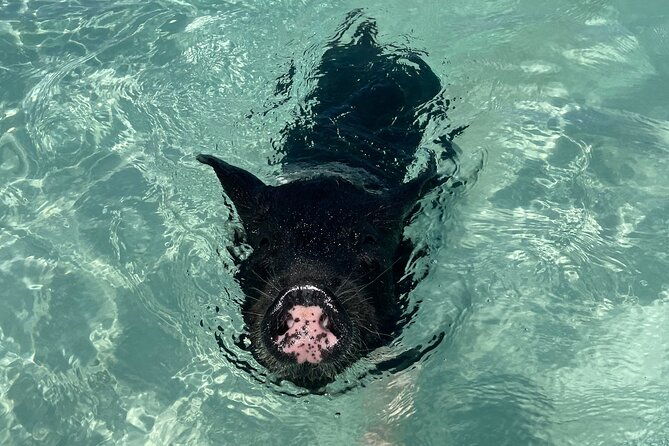 3-islands-boat-adventure-swimming-pigs-snorkeling-and-turtles