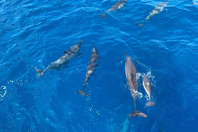 4-hour-private-charter-adventures-in-kona-coast
