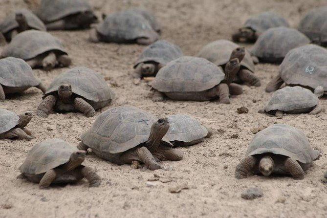 5-day-all-inclusive-galapagos-isabela-and-santa-cruz-island