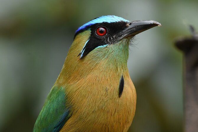5-hour-birdwatching-and-photography-tour-in-monteverde