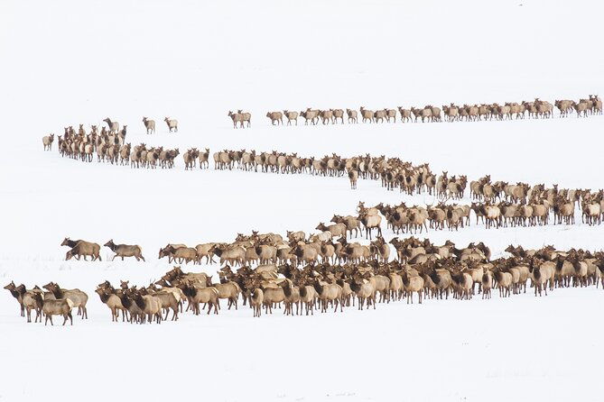 8-hour-combination-snowshoe-wildlife-viewing-in-grand-teton-national-park