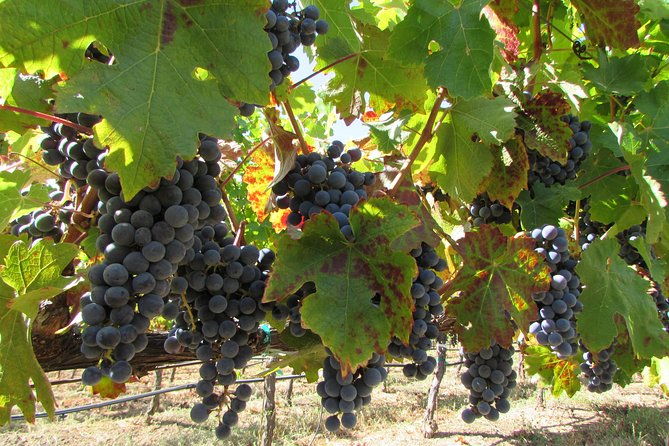 8-hour-private-customized-wine-tour-up-to-7-guests-napa-sonoma