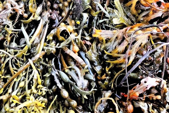 abalone-farm-tour-and-tasting-with-coastal-seaweed-walk-guided-2-hours