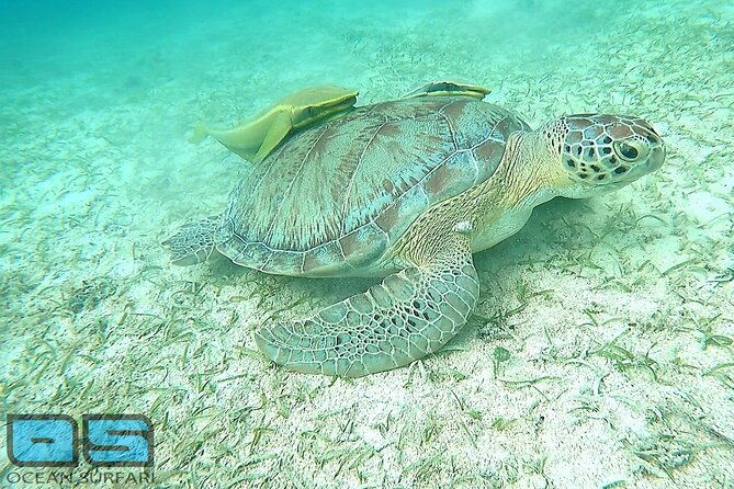 afternoon-snorkel-pizza-sunset-tour-departing-from-st-thomas-st-john