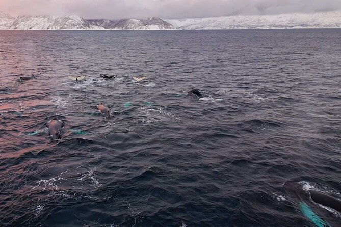 alta-fjord-whale-watching-on-a-heated-boat