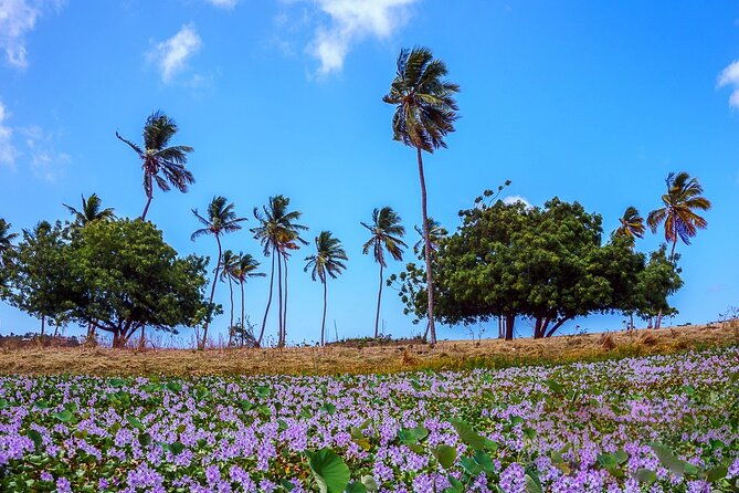 antigua-shore-excursion-round-island-tour