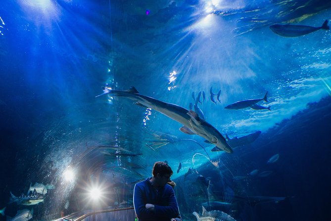 aquarium-of-the-bay-general-admission-ticket