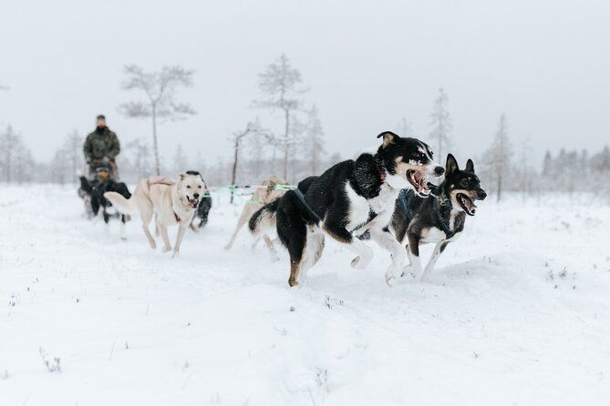 arctic-animals-adventure-with-lunch-buffet-2