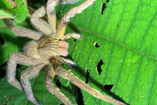 arenal-rain-forest-night-tour