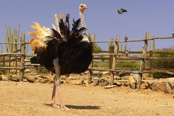 aruba-ostrich-farm-tour-with-lunch