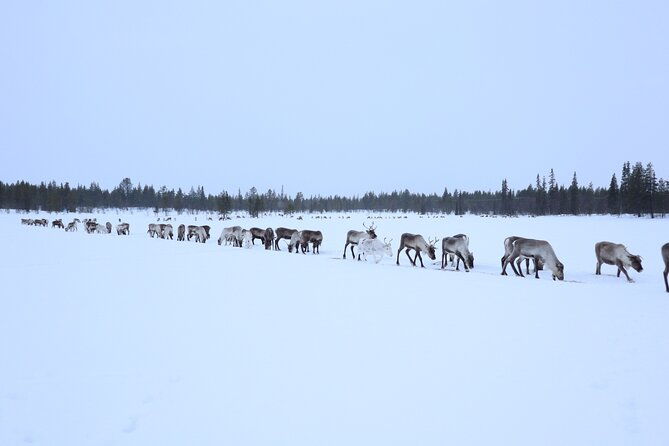 aurora-hunting-with-reindeer-caravan