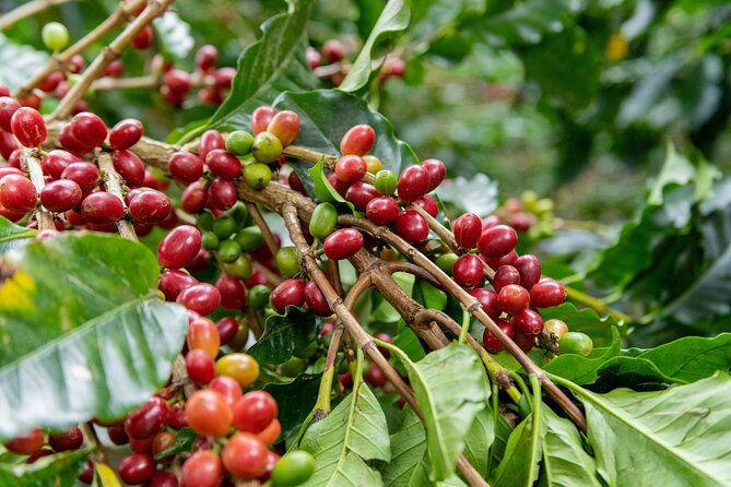authentic-experience-of-coffee-cane-and-caco-inside-the-forest