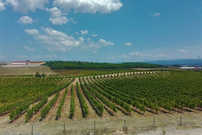 bairrada-winery-route-full-day-from-coimbra