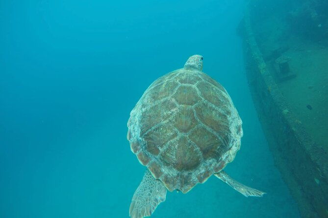 barbados-island-tour-monkey-feeding-swimming-with-the-turtles