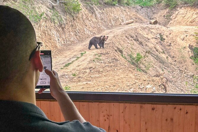 bear-watching-in-brasov-observe-wild-bears-from-a-hideout