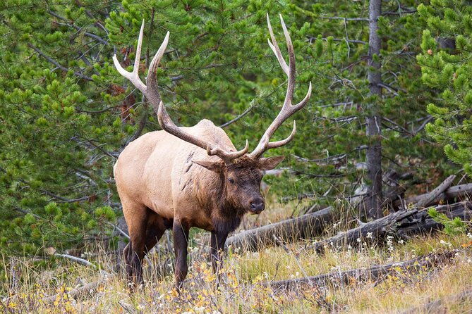 best-of-yellowstone-national-park-from-gardiner-private-tour