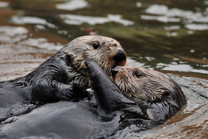 best-whale-watching-and-wildlife-shore-excursion-in-sitka