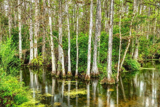 big-cypress-national-preserve-self-guided-driving-audio-tour