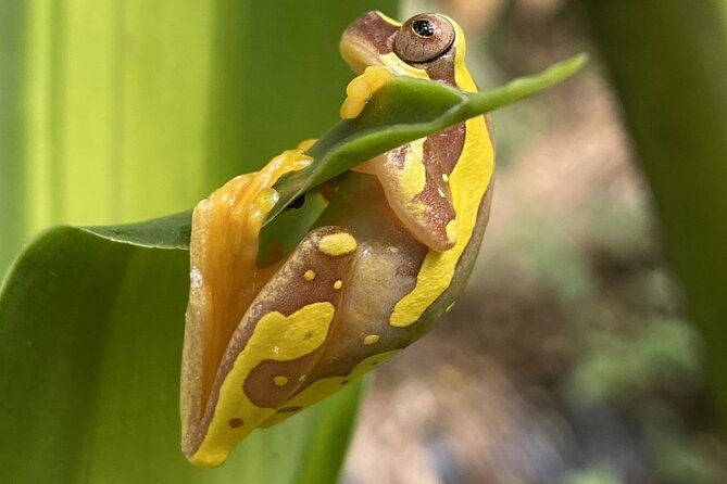 bijagua-upala-rainforest-trails-sloths-birds-and-others