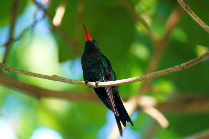 bird-feeding-sanctuary-montego-bay-highlights-and-columbus-park-day-adventure