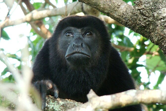 bird-watching-and-wildlife-tour