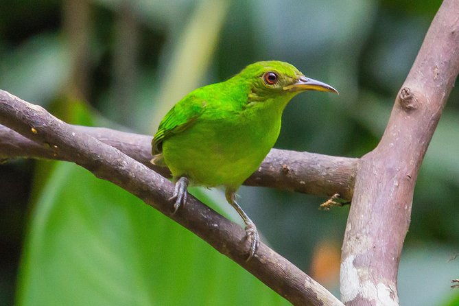 bird-watching-near-the-arenal-volcano