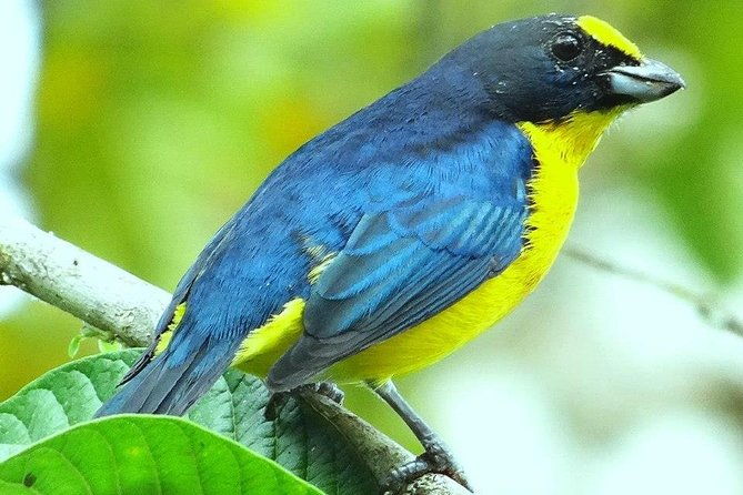 bird-watching-tour-arenal-mundo-aventura