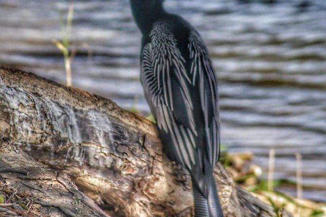 bird-watching-tours