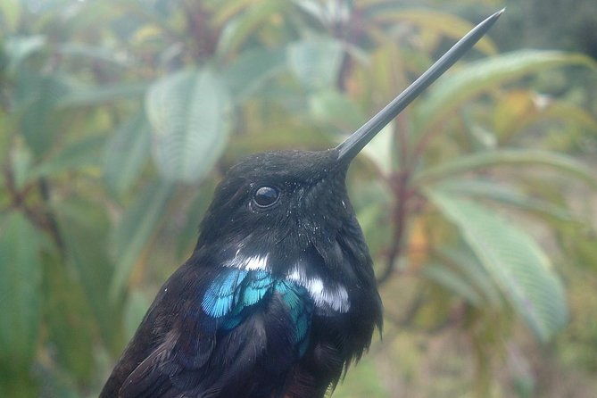 birding-nature-to-chicaque-cloud-forest-nature-reserve-2