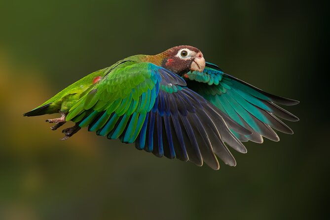 birding-the-monteverde-cloud-forest