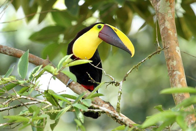 birdwatching-at-mundo-aventura-natural-park