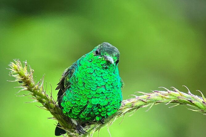 birdwatching-half-day-tour-between-clouds-and-forest-in-monteverde