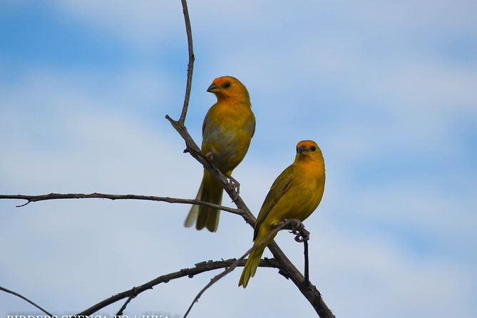 birdwatching-tour-cajas-park-and-tamarindo-tropical-forest-area-from-cuenca