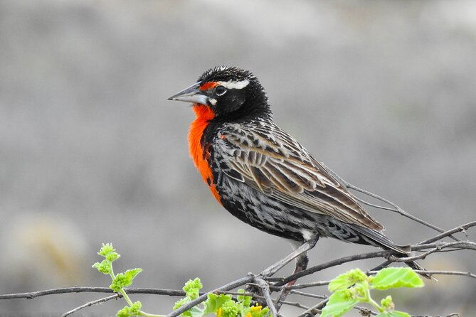 birdwatching-tour-in-giron-and-yunguilla-jocotoco-reserve-from-cuenca