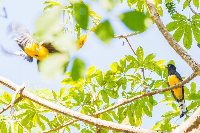 birdwatching-tours-in-el-salvador-with-a-guide