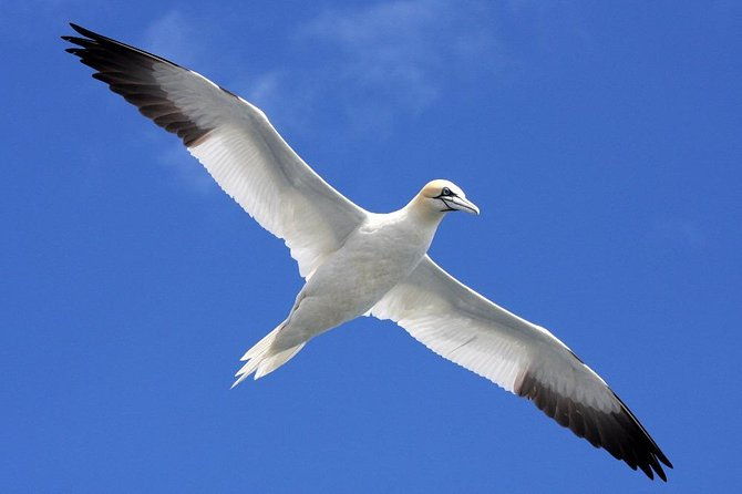 blasket-island-eco-tour