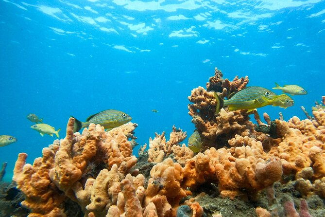 blue-heron-bridge-guided-snorkel-tour-2