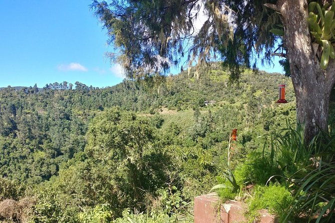 blue-mountains-coffee-private-tour-from-kingston
