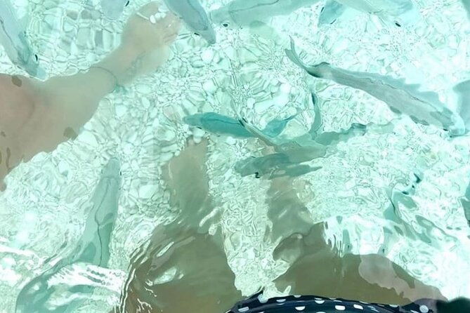 boat-trip-fico-cave-mariolu-cove-gabbiani-biriala
