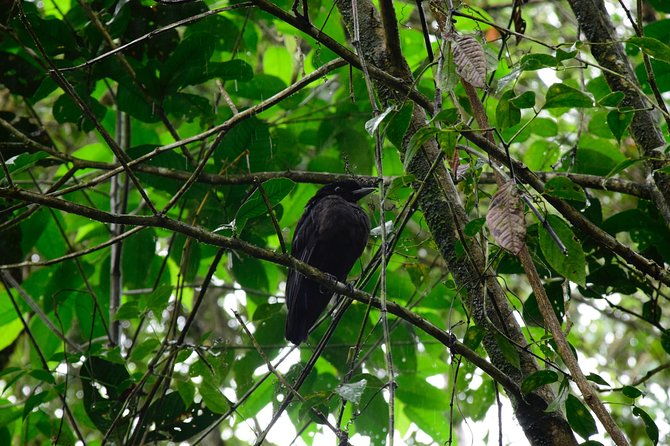 braulio-carrillo-bird-watching-full-day-pass