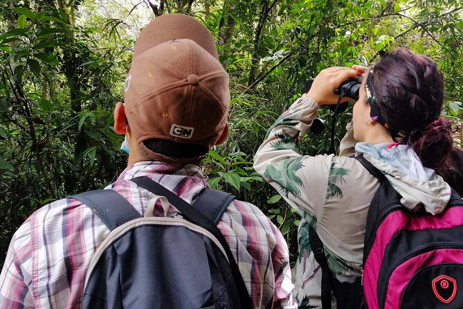 cali-bird-watching-birding-in-the-cloud-forest-at-kilometer-18