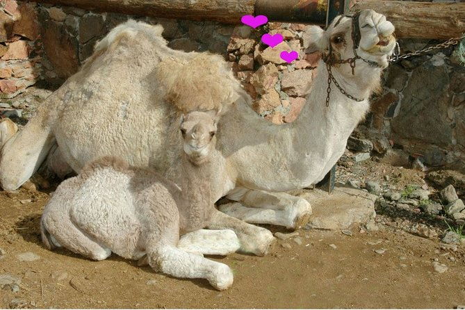 camel-ride-in-fataga-with-tapas-and-drinks-3