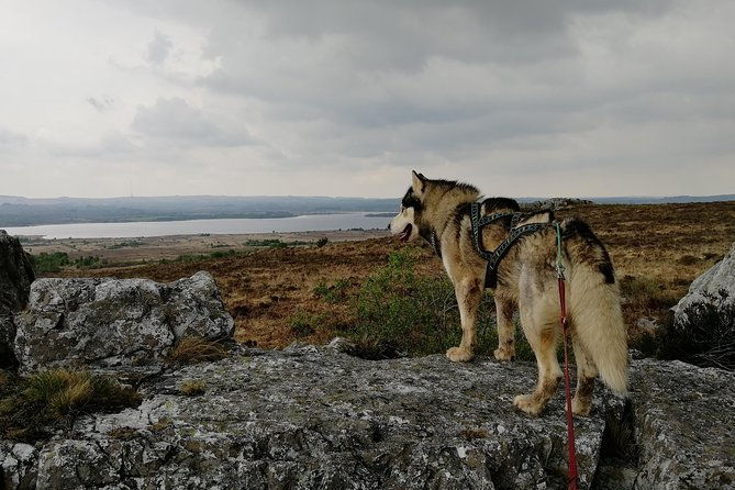 cani-rando-fun-and-original-hiking-pulled-by-huskies-2