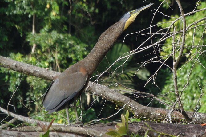canoe-wildlife-spotting-on-small-canals-of-tortuguero-park