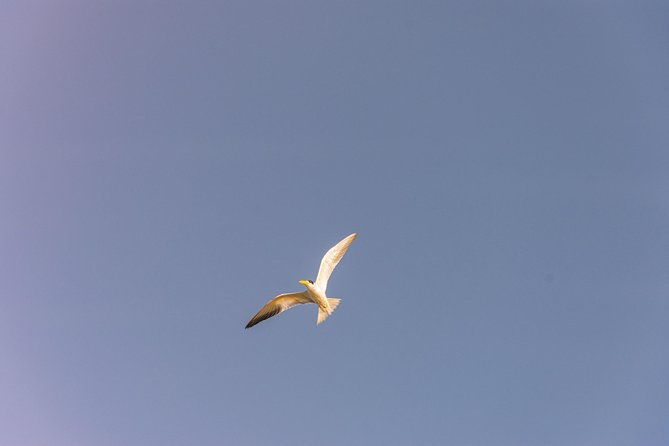 canoeing-birdwatching-on-the-mangrove-forest-in-la-virgen-lake