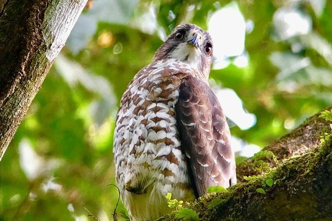 carara-national-park-birdwatching-private-guided-tour-experience