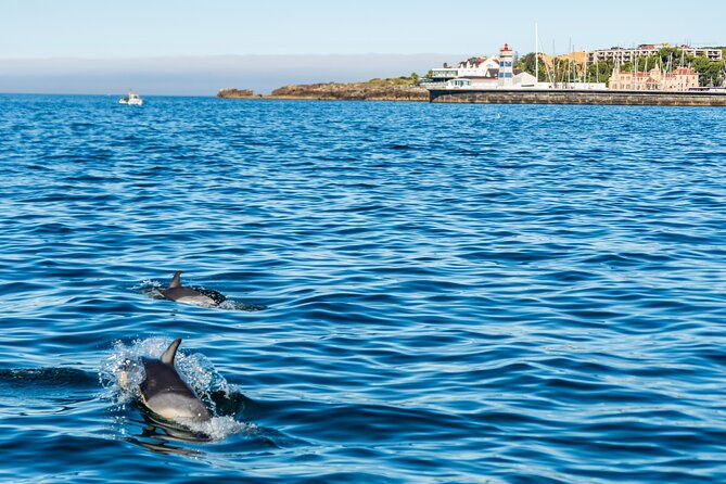 cascais-coast-dolphin-watching